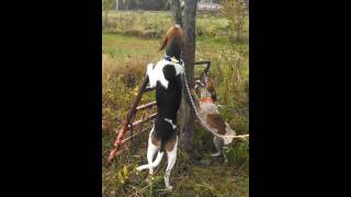 MUST WATCHCoonhounds treeing caged coon redtick and walker [upl. by Eolhc]