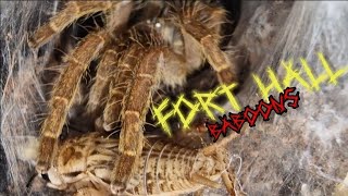 Pterinochilus lugardi the Fort hall baboon fyp subscribe youtube tarantula [upl. by Eiuqnimod]