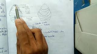 BRACHIOPODS  MORPHOLOGY HINDI [upl. by Kronick77]