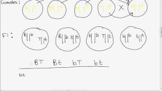 Leaving Cert Genetics Dihybrid Cross [upl. by Freddi]