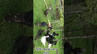 Tarki murgi very nice boylar chicken [upl. by Arman232]