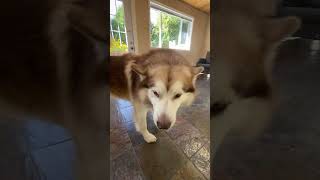 Mealtime Etiquette Lie Down Or Get Out alaskanmalamutes malamutelovers dogtraining [upl. by Emorej753]