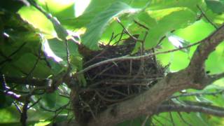 Scarlet Tanager on Nest [upl. by Louls]