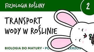 Transport wody w roślinie  Fizjologia roślin 2  matura liceum biologia rozszerzona [upl. by Haorbed]