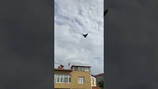 Gelişe Taban Takla Bekleyen Bir Tek Ben miyim güvercin oyunkuşu pigeon [upl. by Timmie]