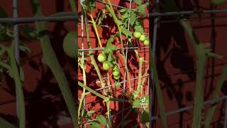 My tomatoes vine 😍💕 gardening is life [upl. by Jordanson832]