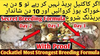 Cockatiel Life time Breeding Formula l Cockatiel Top 5 Breeding Tips 2023 Cockatiel Breeding 3 Days [upl. by Ahsaten70]