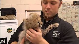 TOOCUTE VIDEO Baby Cheetahs [upl. by Elleirda232]