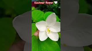 Kachnar  bauhinia acuminata flower  plant gardening natural flower short video 🍀🤍🍃🤍🍃🍀😍 [upl. by Darce264]