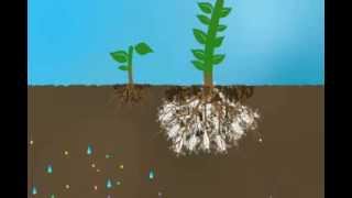 Mycorrhizae Helps Reduce Nutrient Run Off [upl. by Gary]