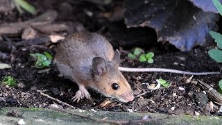 Wood Mouse Apodemus sylvaticus [upl. by Leilani919]