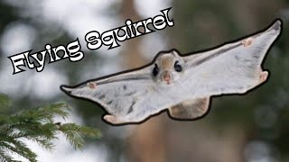 Flying Squirrels The Fascinating Creatures That Can Actually Fly [upl. by Nalon]