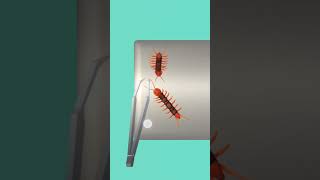 Fruit Surgery  Fleeting Films TikTok Montagequot [upl. by Schaumberger]