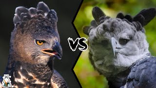 CROWNED EAGLE VS HARPY EAGLE  Which is The Strongest [upl. by Anoyet]