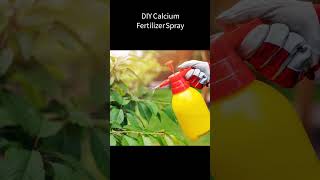 DIY Calcium Fertilizer Spray for FRUIT TREES [upl. by Shela253]