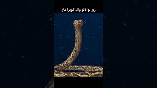 The spitting cobra 🐍 pashstoscientificworld [upl. by Notlim616]