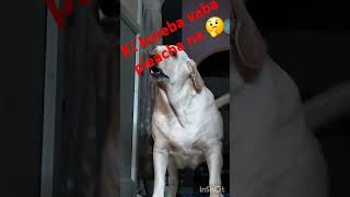 DogShortsvideos 🐶🐶🐶 doglover labrodar bobon 🥰ki koreba vaba pieacha na 🤔 uljhan 🤔 [upl. by Iruyas]