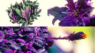 How to Care for Purple Passion Plant [upl. by Roberto]