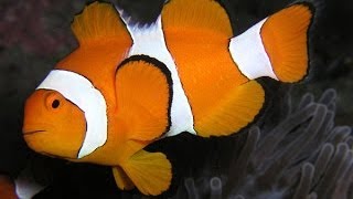 Clownfish or anemonefish  Рыбаклоун Амфиприон [upl. by Ennayk]