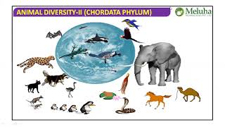 CHORDATA GENERAL CHARACTERS FOR NEET BY SRIKANTH SIR [upl. by Inahs]