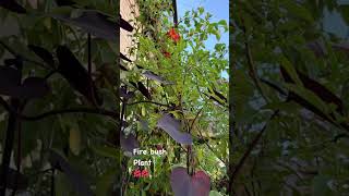 Fire Bush Plant – Ignite Your Garden with Red Blooms [upl. by Noizneb468]