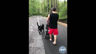 Alex Ovechkin and wife take dog for a walk wife shows off necklace  April 11 19 2019 [upl. by Eonak]