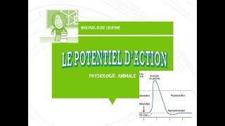 Le Potentiel dAction [upl. by Ysle287]