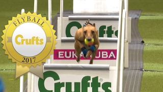 Is This The Fastest Flyball Dog at Crufts Ever [upl. by Eetnod]