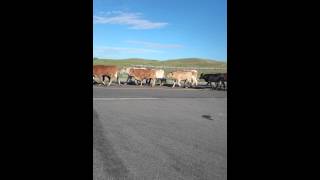 Cheyenne frontier days cattle drive July 2015 [upl. by Bradstreet369]