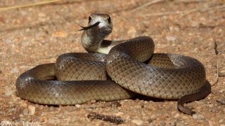 Reptiles del desierto Australiano  Serpientes y Reptiles HD [upl. by Eekaz101]