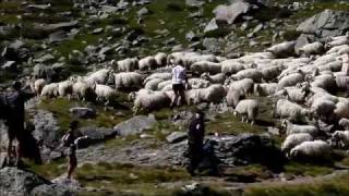 Sheep Herding in the Pyrenees [upl. by Imelida]