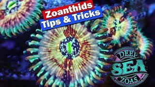 Zoanthids Tips and Tricks  Growing Fragging and selling zoas [upl. by Combs]