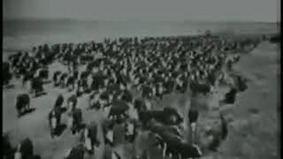 Cowboys Huge Cattle Drive Starts 10161933  Video Upscaled [upl. by Joo]