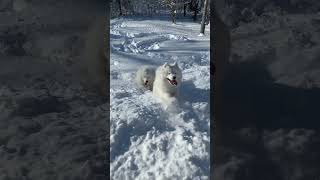 Samoyed dogs male and female are on a date shorts [upl. by Fitting]