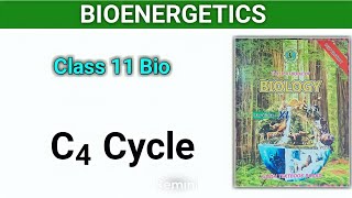 C4 Cycle  Bioenergetics class 11 Sindh textbook new book [upl. by Sucramal]