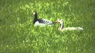 Barheaded Goose [upl. by Oag]