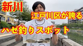 【江戸川区新川で釣り】入れ食い連発！9月の良型ハゼを釣りまくる！《2021年9月12日》 [upl. by Hairaza197]