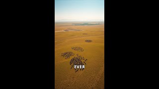 The Great Serengeti Migration A Journey of Life [upl. by Clava]