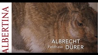 Albrecht Dürer  Feldhase  1502 [upl. by Peltz715]