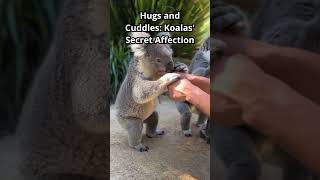 Hugs and Cuddles Koalas Secret Affection shorts funny nature australia koalas [upl. by Licha]