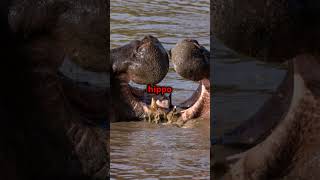 Hippopotamus VS Nile Crocodile shorts animals hippo crocodile [upl. by Phillie]