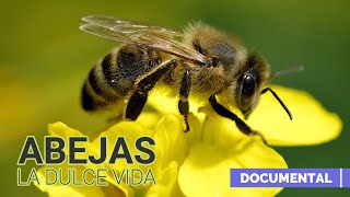 Abejas la Dulce Vida Documental [upl. by Hortensia110]