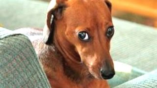 Funny Guilty Dog Videos Compilation 2016 BEST OF [upl. by Tirb955]