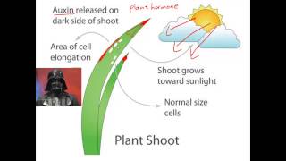 Tropisms for IGCSE Biology [upl. by Daniela]