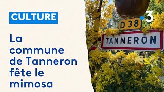 La commune de Tanneron fête le mimosa [upl. by Carmena949]