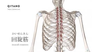 回旋筋の解剖学図｜musculi rotatores｜筋肉辞典59 [upl. by Nethsa740]