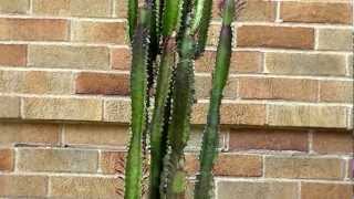 Euphorbia Trigona African Milk Tree [upl. by Phonsa964]