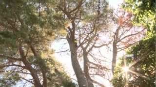 Large Pine Tree Removal Napa Valley California [upl. by Acinahs]