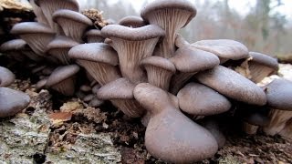 Grzyby Boczniak ostrygowaty  Pleurotus ostreatus [upl. by Macur]