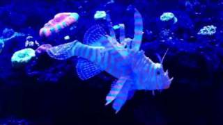 Lionfish OMG [upl. by Manlove]